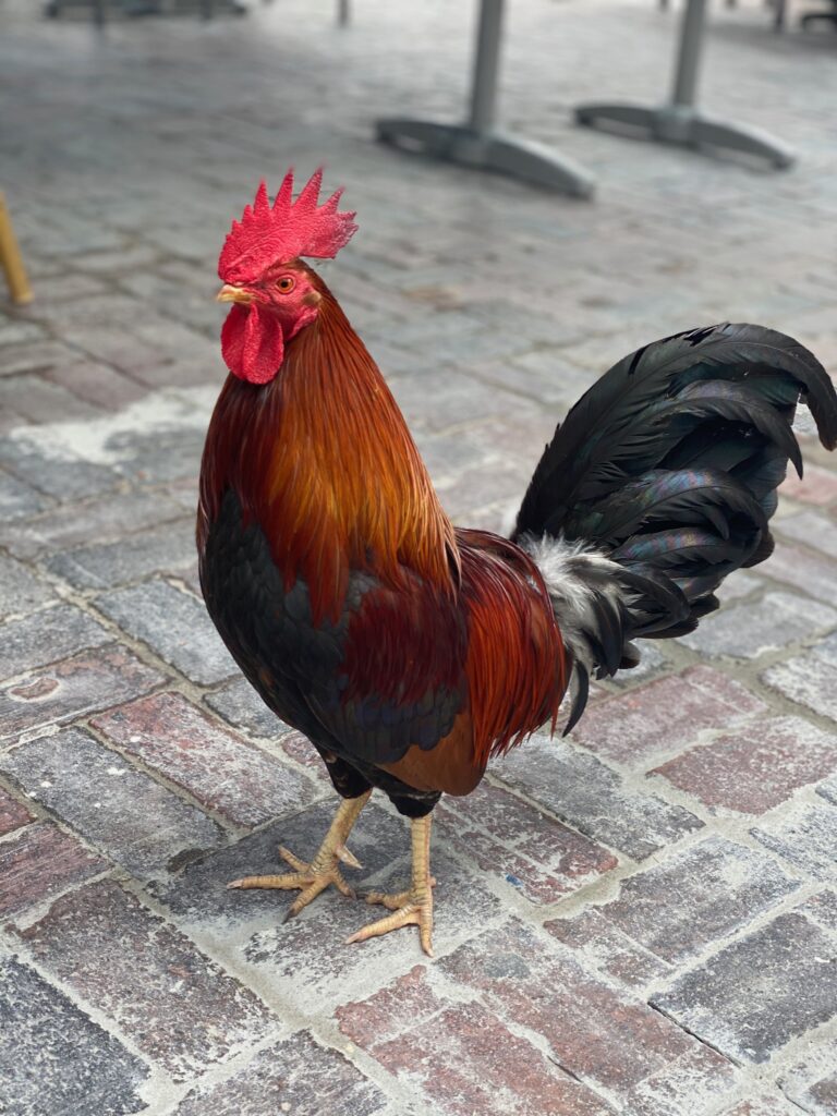 Albert Eggstein